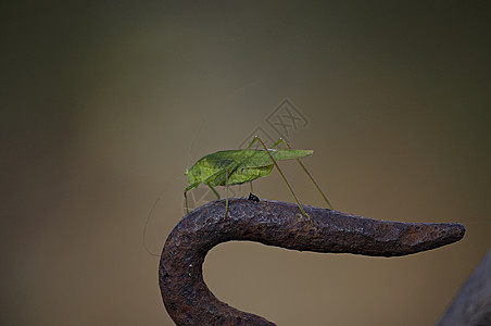 大型绿刀刃身体农业天线动物荒野昆虫刺槐漏洞花园图片