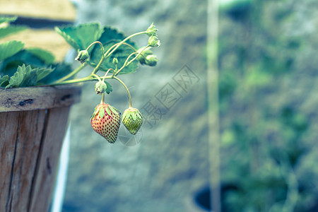 木质花瓶中的纯草莓图片