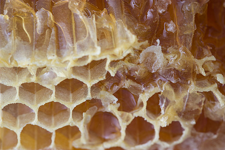 蜜网荒野花蜜框架蜂蜜金子蜂窝宏观花粉食物蜂蜡图片