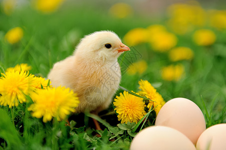 鸡与蛋美丽的颜色高清图片