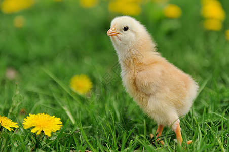 小鸡鸡生活新生动物花园母鸡堆场宠物羽毛翅膀生物图片