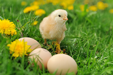 小鸡鸡羽毛孵化农场家禽公鸡母鸡宠物新生动物婴儿图片