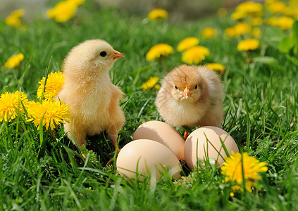小鸡鸡宠物居住农场母鸡公鸡动物家禽假期婴儿翅膀高清图片
