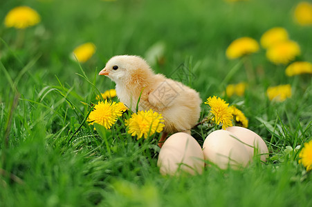 小鸡鸡新生生活翅膀婴儿农场动物母鸡宠物孵化假期图片