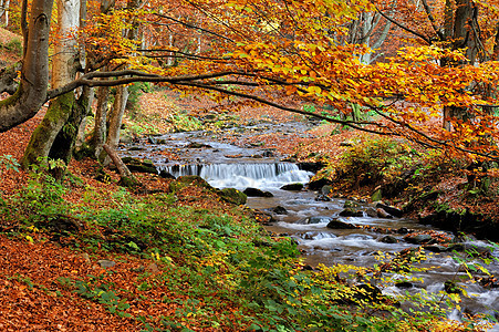 秋季森林中的山河地区岩石植物公园荒野溪流石头橙子环境风景流动图片