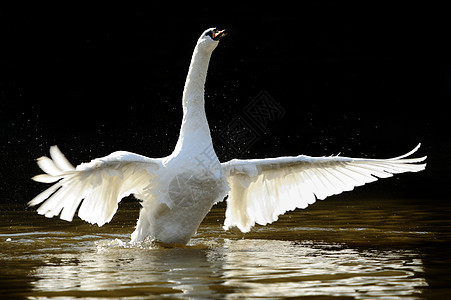 湖边的天鹅日落浪漫野生动物夫妻日出蓝色镜子羽毛场景动物图片