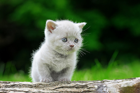 在树上紧紧的灰小猫婴儿折叠猫咪说谎动物哺乳动物树桩爪子孩子毛皮图片