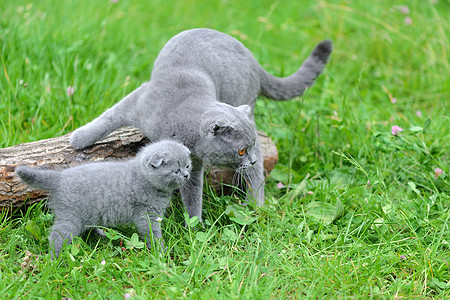 大自然上的猫和小猫图片