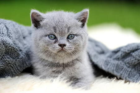 白毯上的小猫咪婴儿乐趣毯子孩子猫咪草地折叠小猫皮革晶须图片
