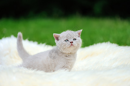 白毯上的小猫咪孩子猫咪说谎毛皮爪子晶须折叠动物乐趣小猫图片