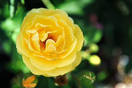 花园里的黄玫瑰植物宏观花瓣叶子浪漫植物群花束卡片礼物假期图片