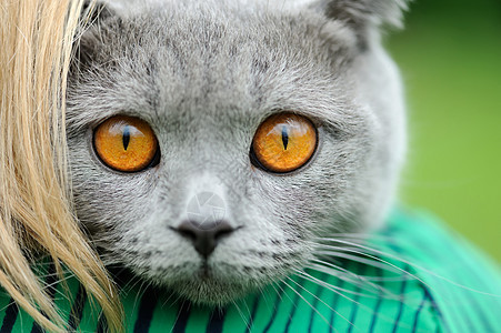 灰猫肖像宠物猫科动物毛皮宏观婴儿猫咪乐趣眼睛鼻子晶须图片