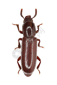 白色背景上的黑甲虫(Piller &1783)图片