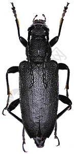 白色背景上的大型黑长角甲虫Fabricius 1781野生动物甲虫亚科盾牌宏观黑色昆虫动物学学家飞行图片