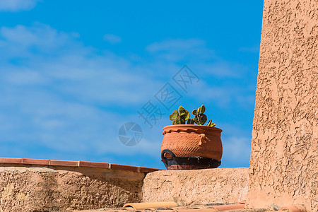 地中海恒星 有仙人掌的花盆烧伤沙色植物群植物植物学心轴盆栽石头乡愁文化图片