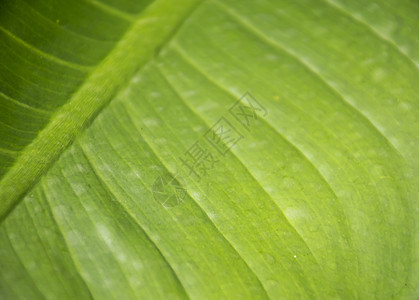 特写绿叶纹理植物群树叶花园生长蔬菜森林农场植物宏观环境图片