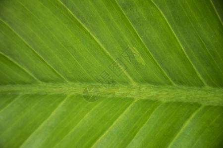 特写绿叶纹理背景植物树叶静脉生活蔬菜生长环境丛林农场热带图片