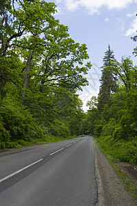 夏季的森林道路图片