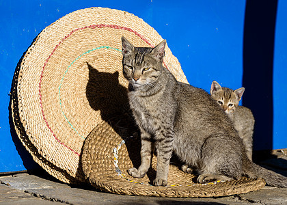 猫妈妈和它的小猫警报猫咪蓝色虎斑稻草配种晴天铺路哺乳动物宠物图片