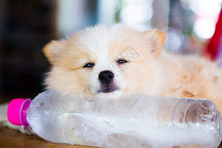 棕色波美犬天气小狗头发地面硬木睡眠犬类毛皮动物瓶子图片