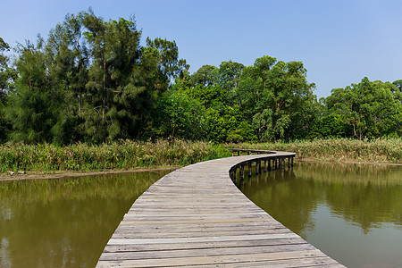 红树林中的长木桥码头植物热带旅行小路树林天桥挑战海景叶子图片