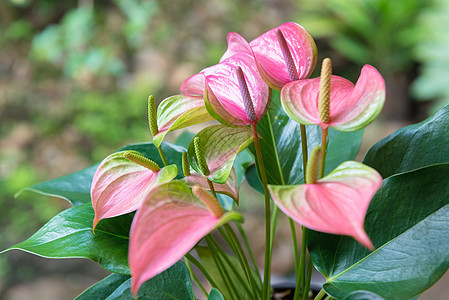 辣椒花花植物学宏观叶子植物花瓣火烈鸟植物群和平异国花束图片