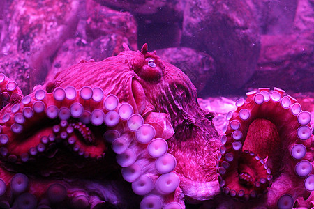 北太平洋巨章鱼伤害海洋水族馆动物旅行笨蛋美食紫色触手蓝色图片