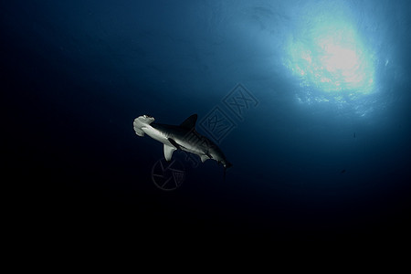 危险的大型鲨鱼潜水法野外海洋景象牙齿野生动物珊瑚荒野环境旅行旅游盐水食肉热带图片