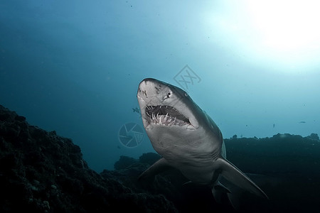危险的大型鲨鱼潜水法野外海洋景象气候食肉环境动物热带旅行荒野蓝色游泳野生动物图片