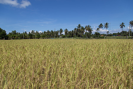 Koh Sukoron岛的稻田农村植物群地球农场收成谷物花园植物树叶植物学图片