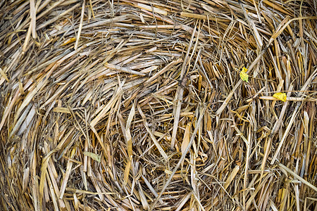 扎根在圆砖里季节草垛收成国家草地圆圈小麦粮食食物干草图片