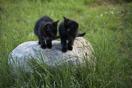 绿色草原上石头上的黑小猫儿们毛皮虎斑猫咪猫科动物婴儿花园尾巴宠物野生动物图片