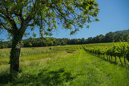 波尔多地区葡萄园的日出爬坡酒厂农场院子天空植物旅行藤蔓场地土地图片