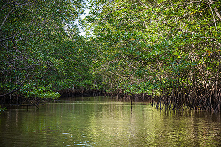 印度尼西亚的红树林冒险海岸线森林勘探环境丛林植物群公园河口植被图片
