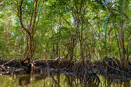 印度尼西亚的红树林叶子植被沼泽环境勘探森林植物群淡水植物热带图片