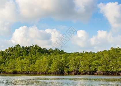 印度尼西亚的红树林河口勘探隧道公园旅行森林沼泽植物群淡水旅游图片