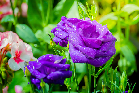 花园里有些紫黄色玫瑰宏观花店紫色团体花瓣脆弱性叶子礼物植物庆典图片