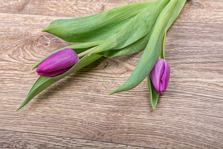 木本底的紫罗兰郁金花季节灰色礼物绿色植物浪漫假期团体花束庆典图片