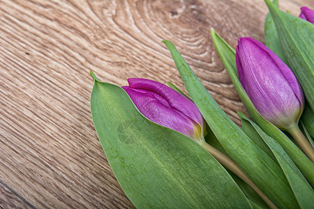 木本底的紫罗兰郁金花季节浪漫灰色礼物庆典绿色花束植物团体假期图片