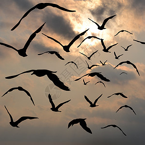 鸟儿在空中飞翔插图天空自由季节空气动物蓝色翠鸟海鸥多云图片