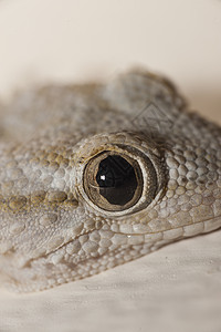 Gecko 灰色房屋爬虫宏观棕色蜥蜴房子眼睛壁虎图片