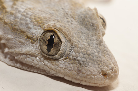 Gecko 灰色房屋宏观壁虎眼睛爬虫蜥蜴棕色房子背景图片