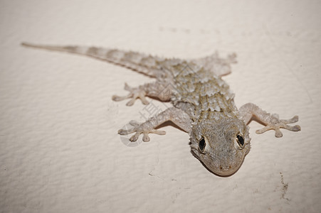 Gecko 灰色房屋爬虫蜥蜴房子壁虎棕色宏观眼睛背景图片