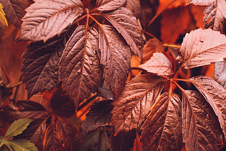 秋天 弗吉尼亚克里珀森林日历背景酒叶卷须墙纸叶子地毯生长感恩图片