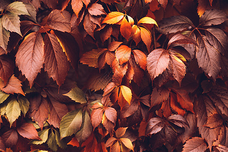 秋天 弗吉尼亚克里珀季节墙纸叶子地毯风景背景葡萄科日历爬行者酒叶图片