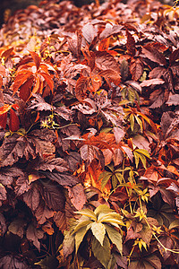 秋天 弗吉尼亚克里珀葡萄园葡萄科葡萄叶卷须生长墙纸季节风景爬行者叶子图片