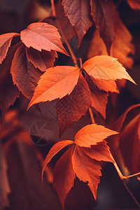 秋天 弗吉尼亚克里珀叶子酒叶季节卷须落叶爬行者风景葡萄科假期地毯图片