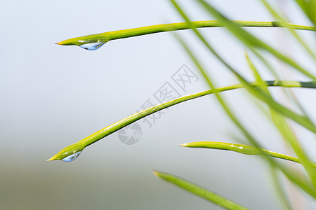 光滑美丽的自然背景清晨背景雨滴阳光刀刃生长蓝色草本植物花园液体圆圈气泡图片