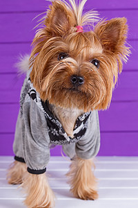 约克郡泰里尔 在紫色背景上停留公寓伴侣毛皮动物猎犬服饰剪纸外套小狗气质图片