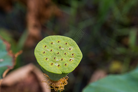 中的莲花种子植物学甜点植物群荷花热带生产植物叶子水果食物图片